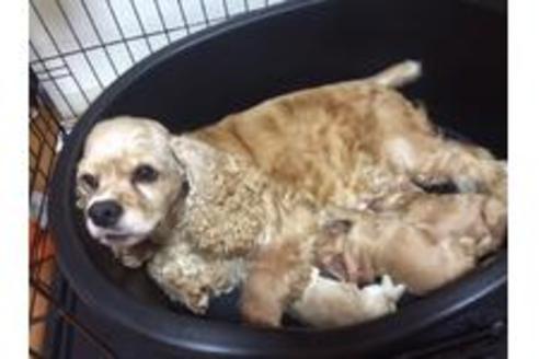 販売中のアメリカンコッカースパニエルの親犬
